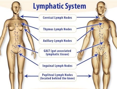 Lymphatic System with nodes